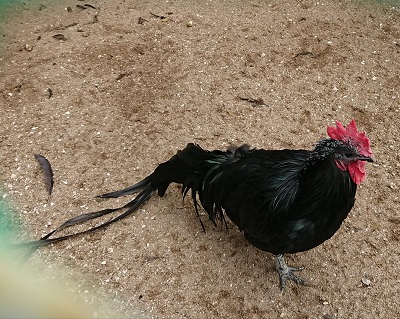 周防一の宮玉祖神社 国天然記念物「黒柏鶏」