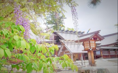 籠神社境内と藤の花